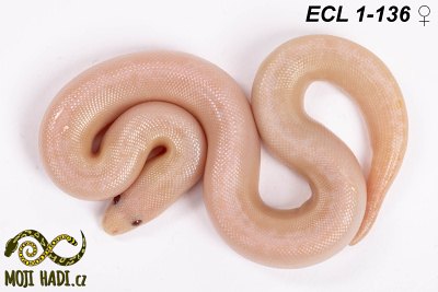 hadi na prodej, mládě, český chov hadů, odchov hadů, mojihadi.cz, Eryx columbrinus loveridgei, hroznýšek pestrý, Kenyan sand boa, striped Snow, Albino, Anery , striped